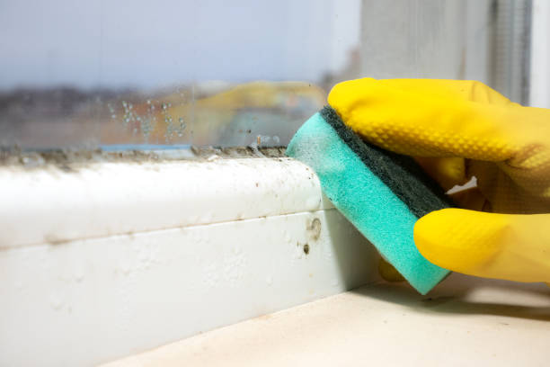 Best Mold Testing  in Coraopolis, PA